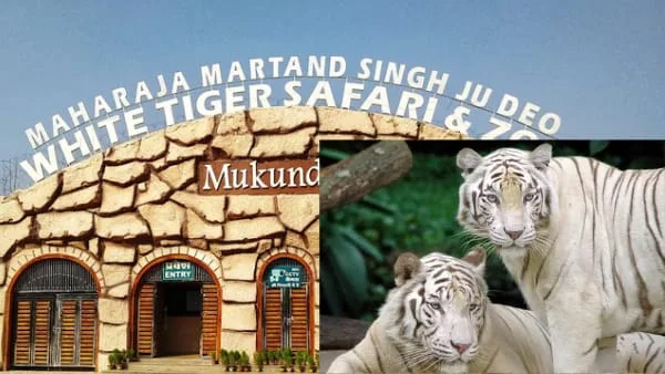 New year 2023 : नए साल के स्वागत के लिए तैयार बांधवगढ़ टाइगर रिजर्व और  मुकुंदपुर व्हाइट टाइगर सफारी | Bandhavgarh Tiger Reserve and Mukundpur  White Tiger Safari, New Year, Preparation ...