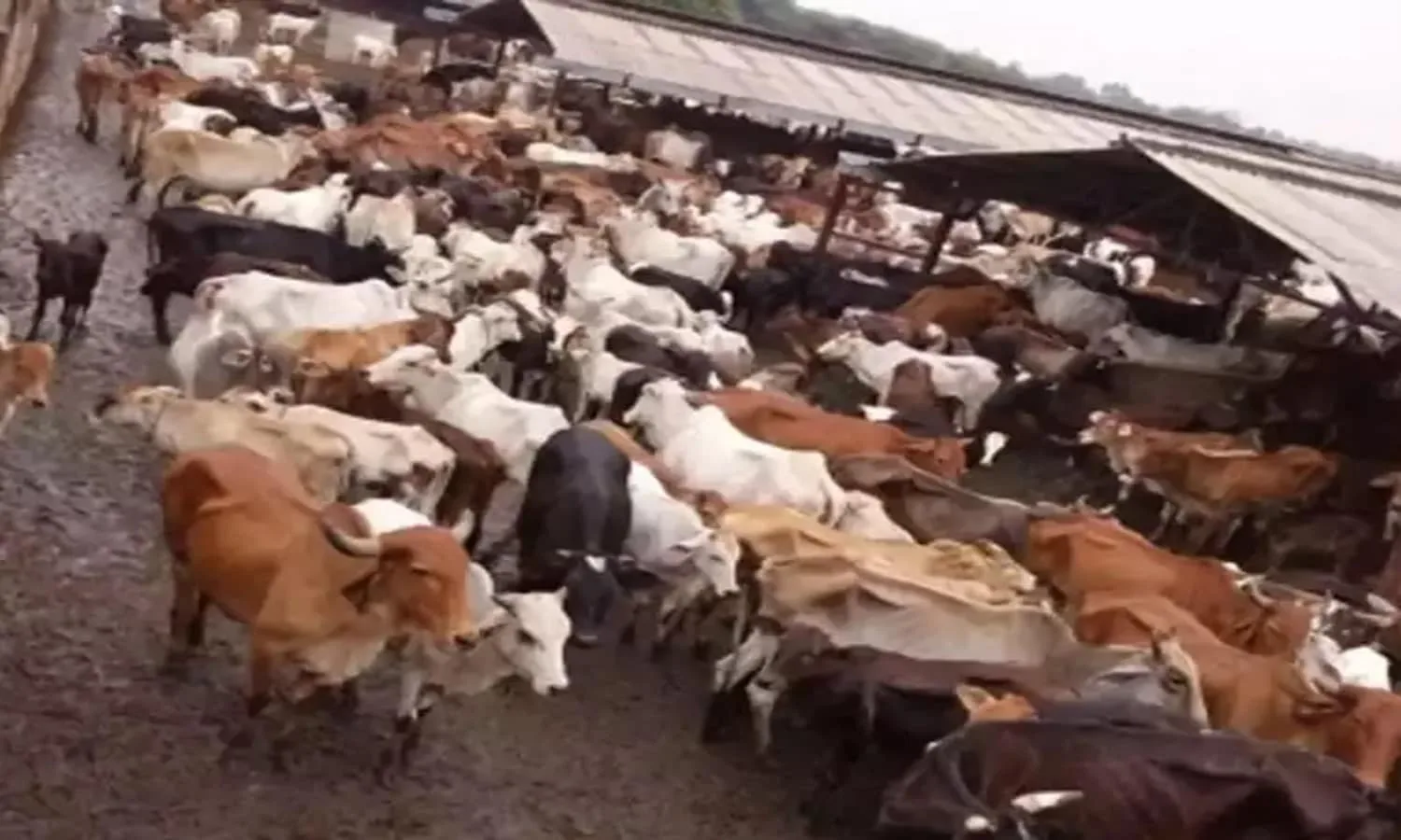 व्हाइट टाइगर सफारी के बाद अब विंध्य में बनेगा Cow Safari