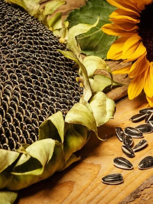 त्वचा को चमकदार बनाने के लिए सूरजमुखी फेसमास्क कैसे बनाएं?