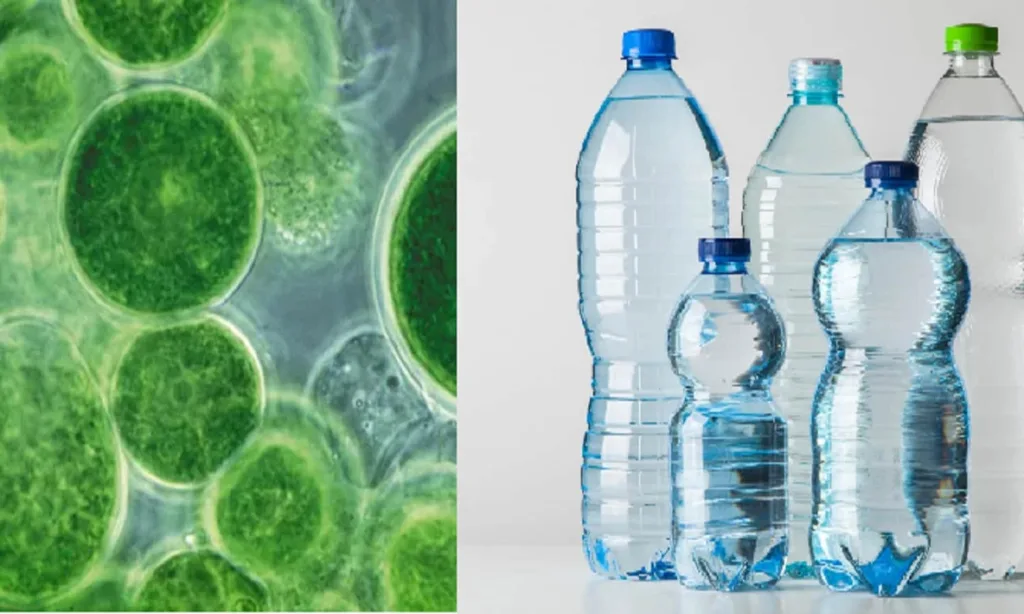 Algae based biodegradable plastic: