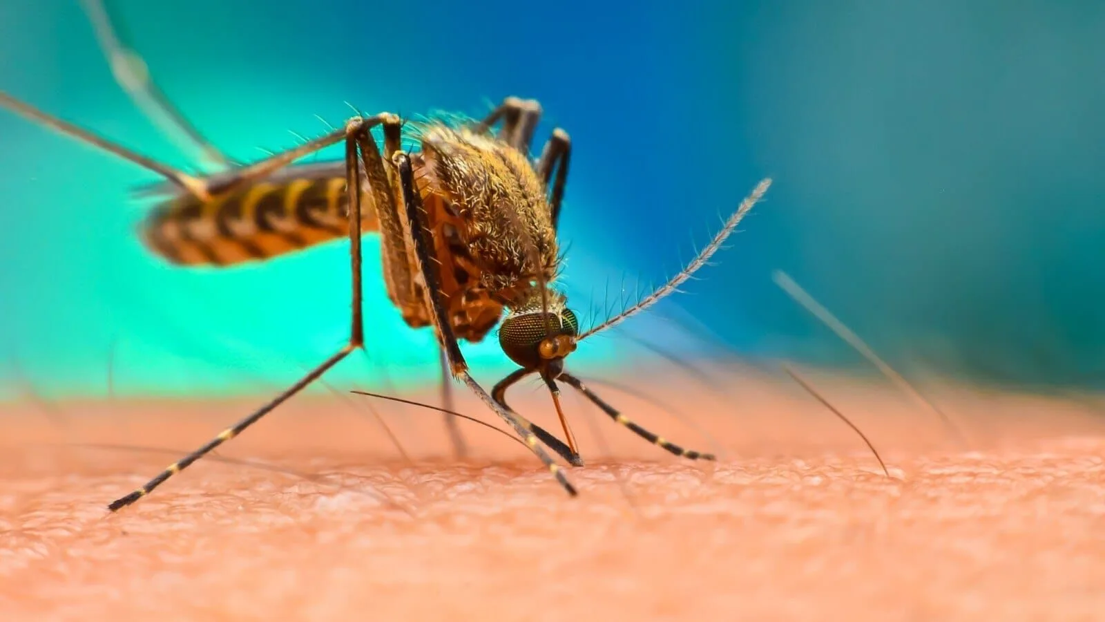 How to prevent from Dengue: घर में नींबू और नीलगिरी तेल का करें स्प्रे