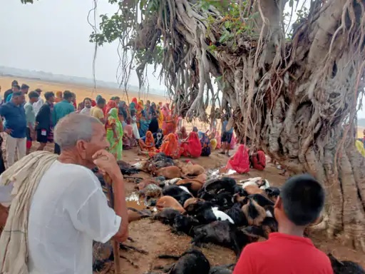 मऊगंज में आकाशीय बिजली की चपेट में आने से महिला सहित 105 बकरियों की मौत