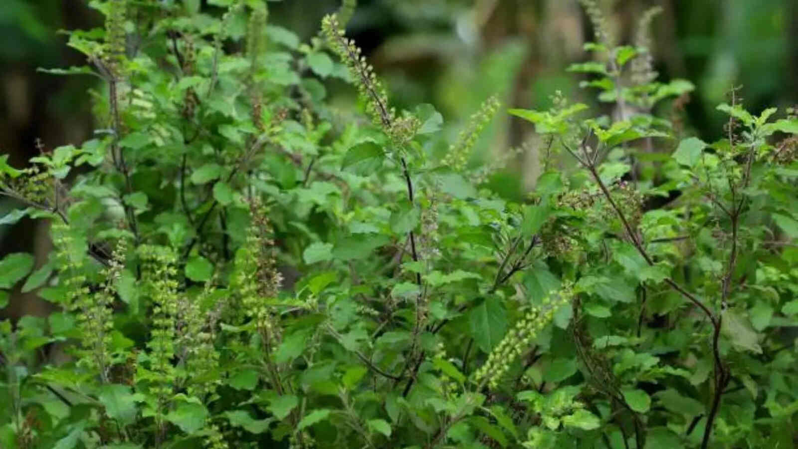 Tulsi Leaves Benefits : सुबह तुलसी के पत्ते खाने से कभी नहीं होगा अपच 