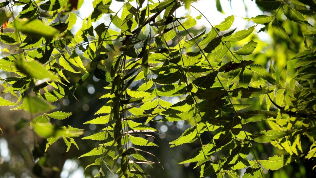 Neem Benefits (1)