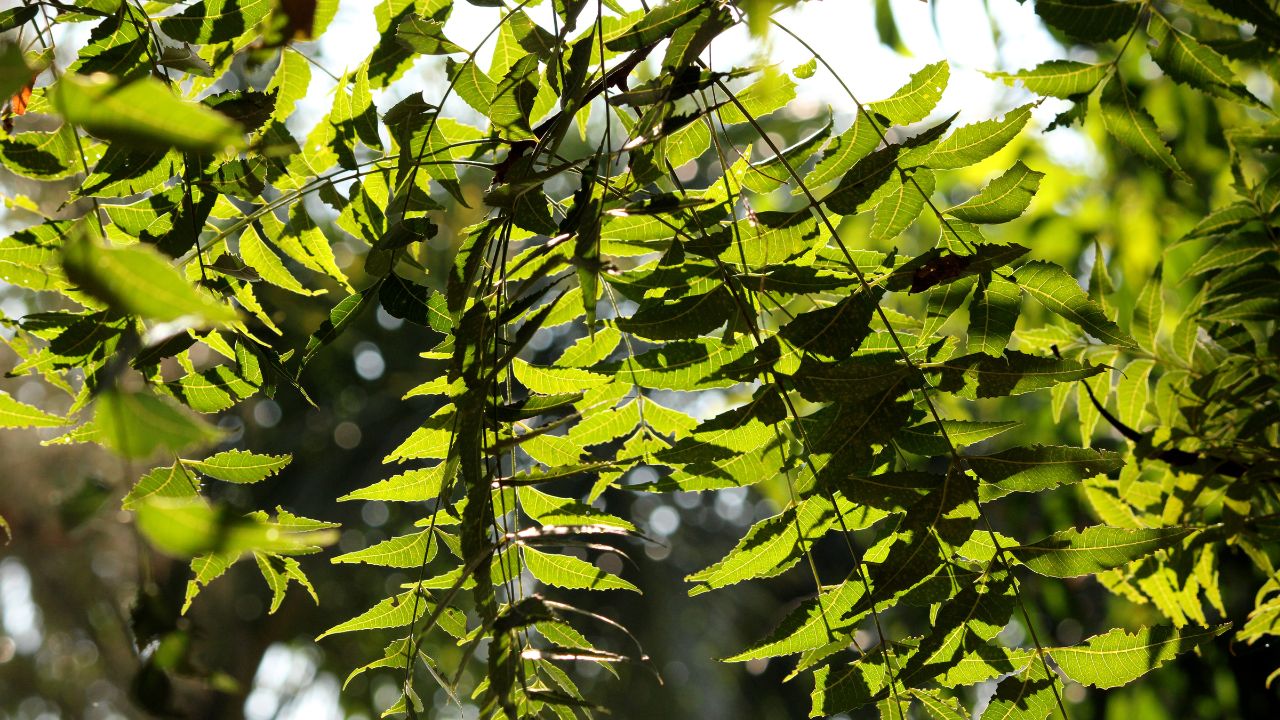 Neem Benefits: नीम की पत्तियों को चबाकर खान के फायदे