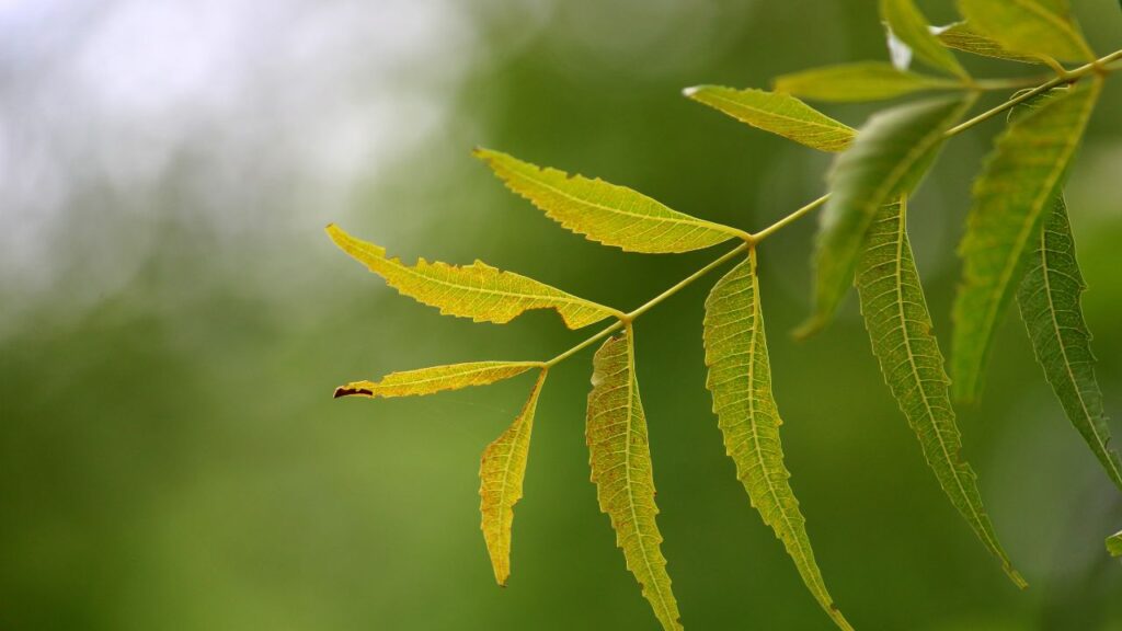 Neem Benefits