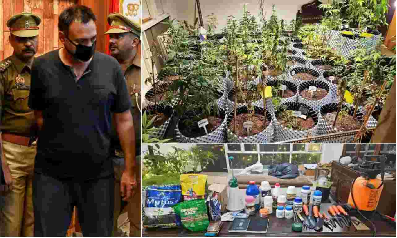 Greater Noida News: अपार्टमेंट में उगाया गांजा ,गिरफ्तार! जानें किन देशो में घर पर उगा सकते है वीड