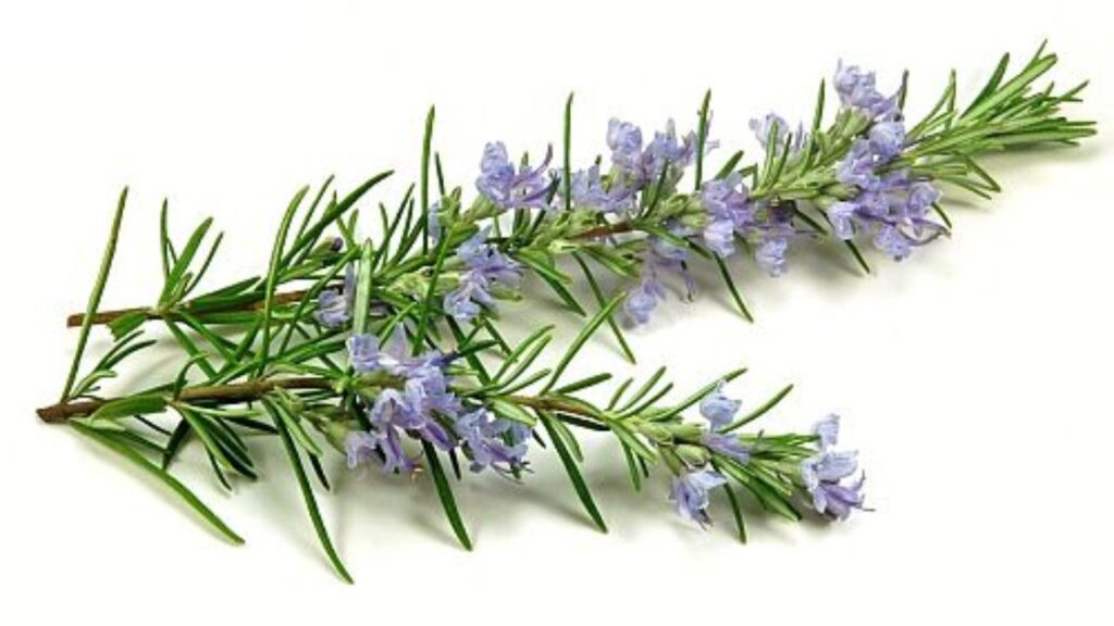 Rosemary Hair Masks At Home