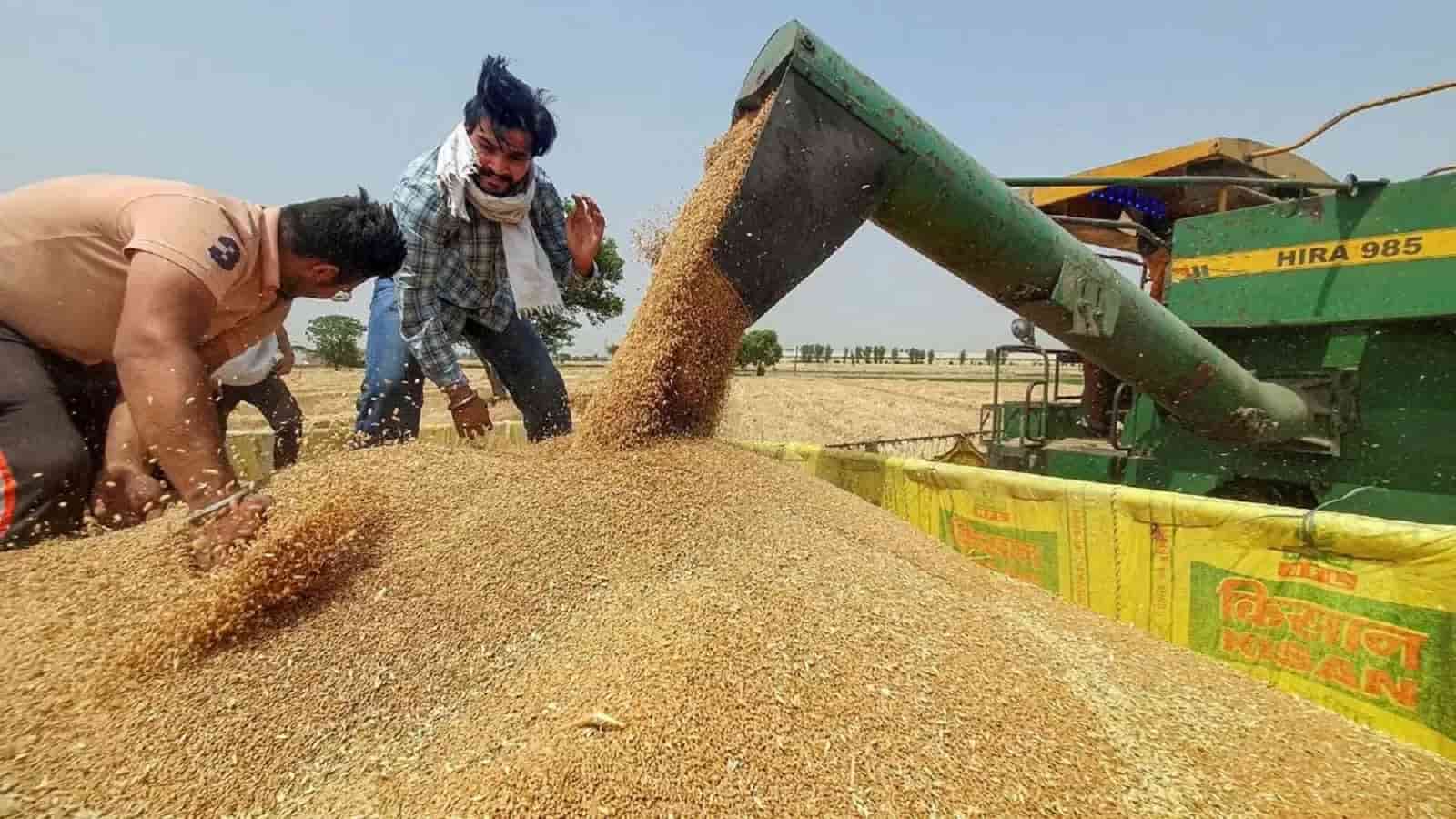 लाखो किसान भाइयो के लिए गुड न्यूज़! मोदी सरकार ने बढ़ाया गेहूं का न्यूनतम समर्थन मूल्य