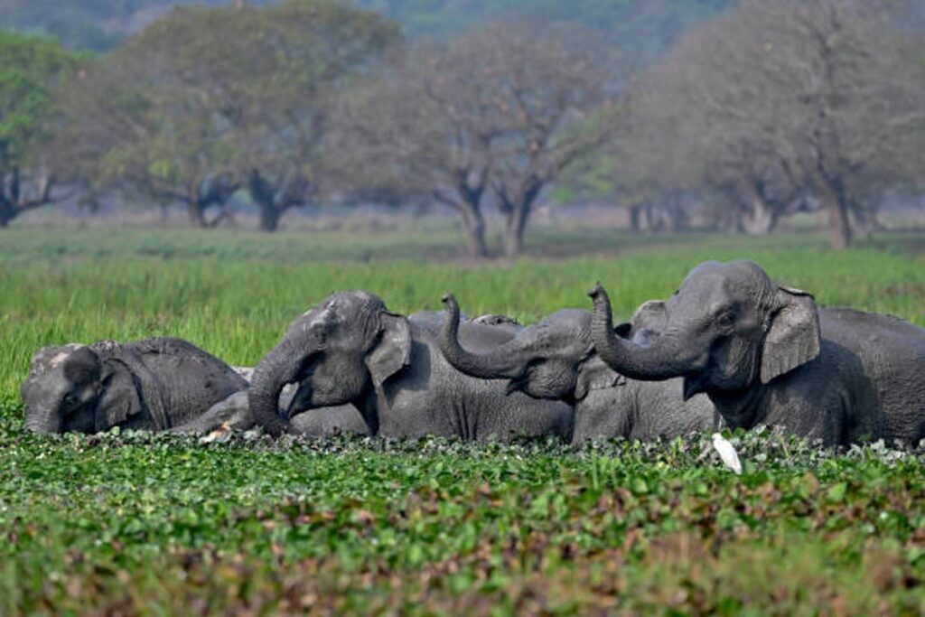 movement of wild elephants