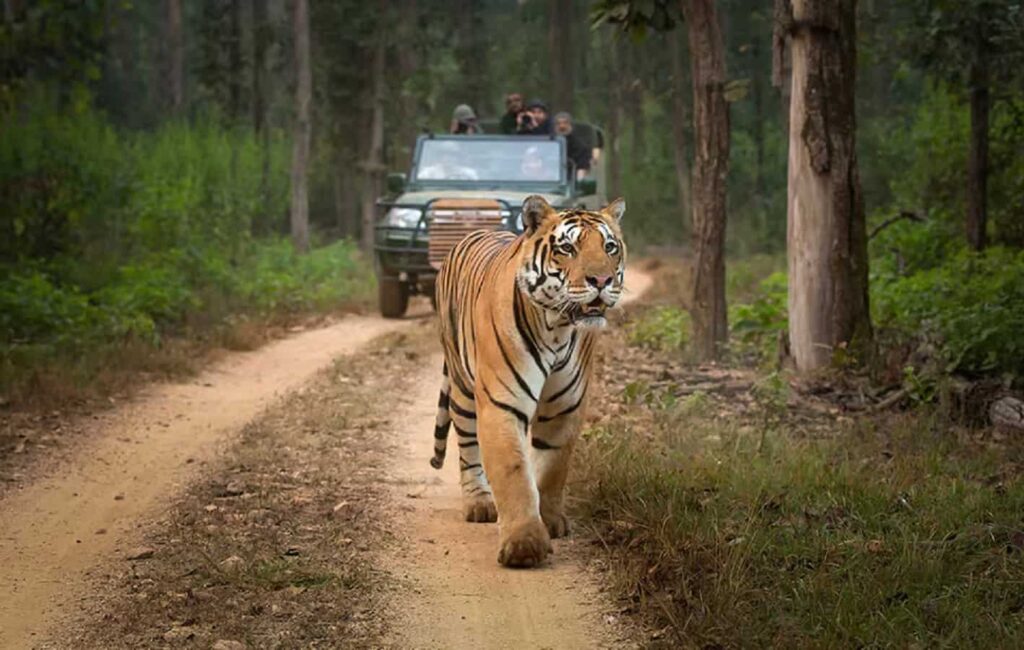 Ratapani Tiger Reserve Details In Hindi