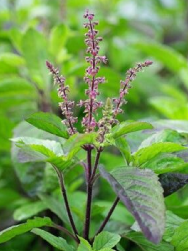 Tulsi Manjari Benefits: तुलसी मंजरी के ये हैं फायदे, बनते हैं बिगड़े काम