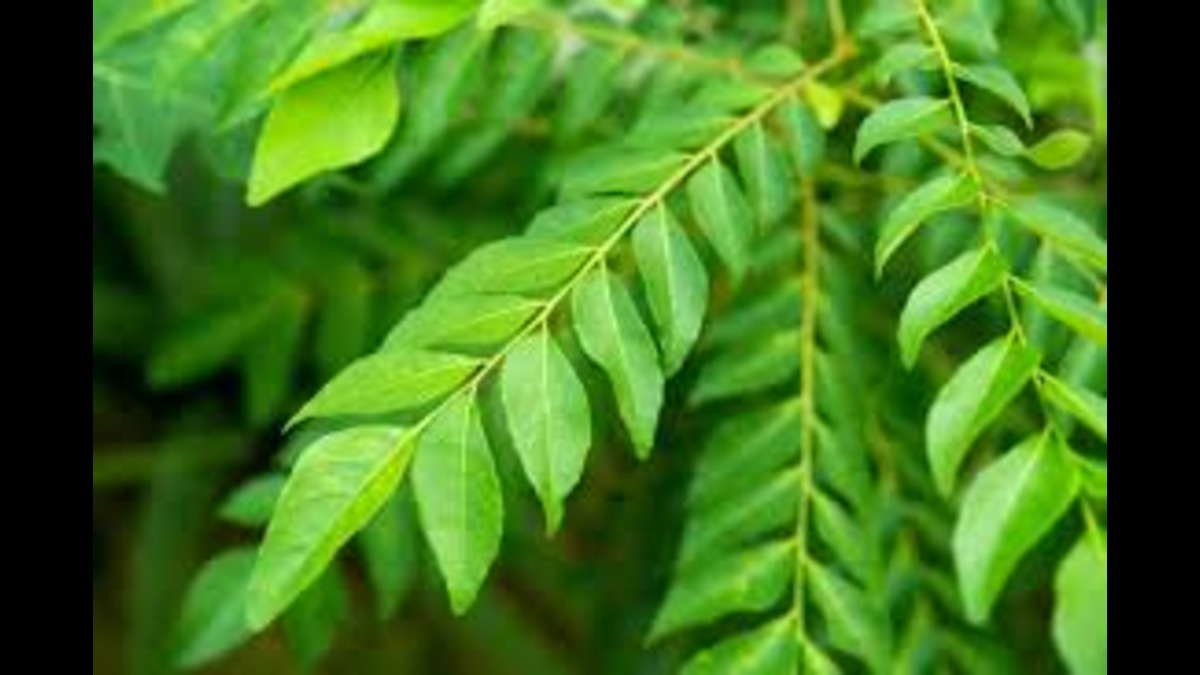FREE की औषधि CURRY LEAF के जानिए अनगिनत फायदे, सेहत के लिए वरदान साबित!