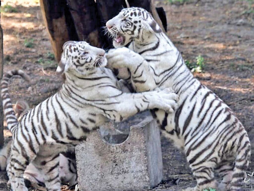 White Tiger Breeding Center