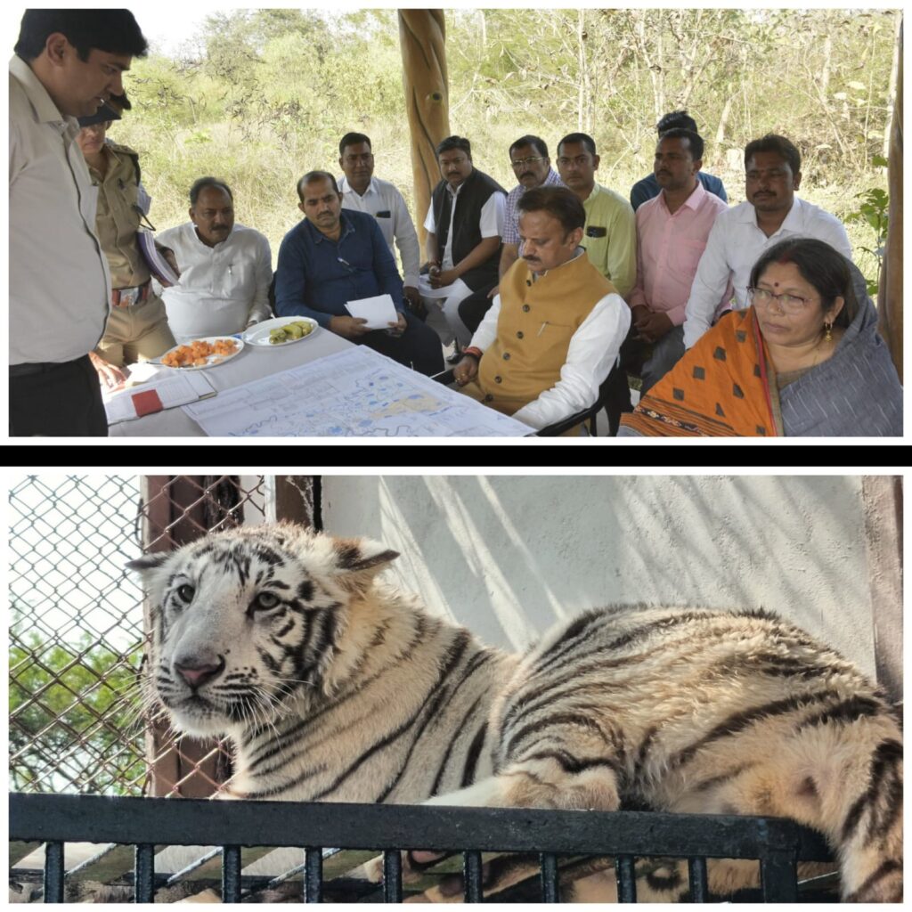 Deputy CM Rajendra Shukla visited Tiger Safari