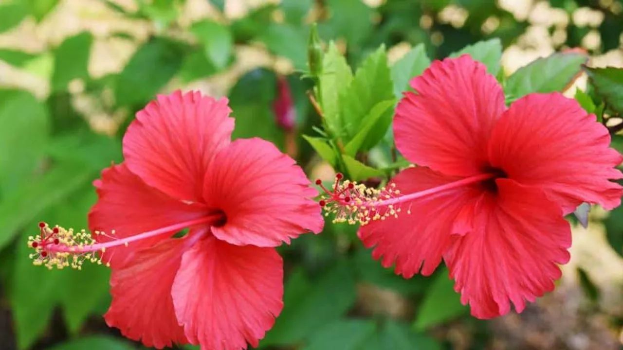 Gudhal Ka Phool: त्वचा और बालों को बनाये हेल्दी और ग्लोइंग