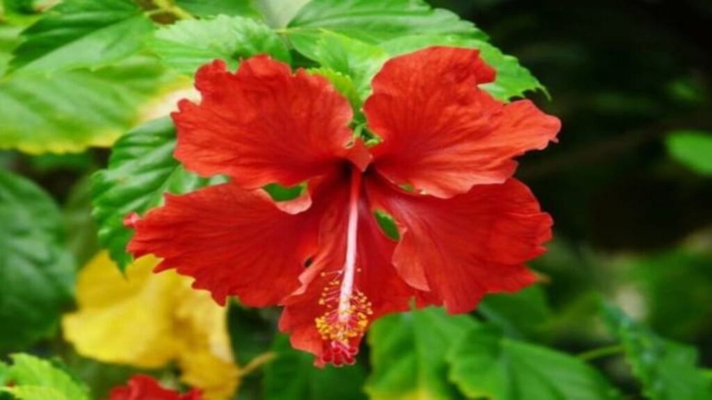 Gudhal Ka Phool