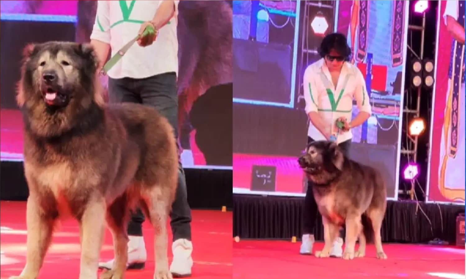 Most Expensive Dog In The World: भारत में इस शख्स ने खरीदा दुनिया का सबसे महंगा कुत्ता