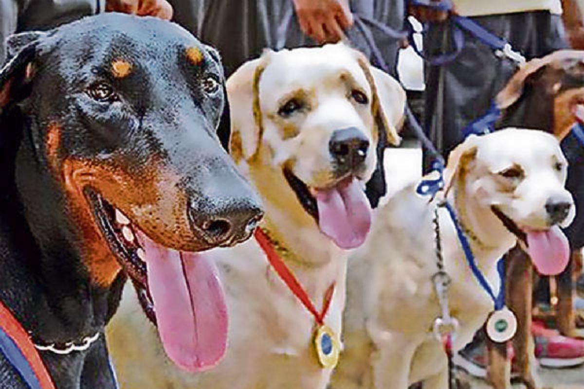 वेटरनरी कॉलेज रीवा में विशाल डॉग शो का आयोजन 23 को, जानिए क्या होगा खास