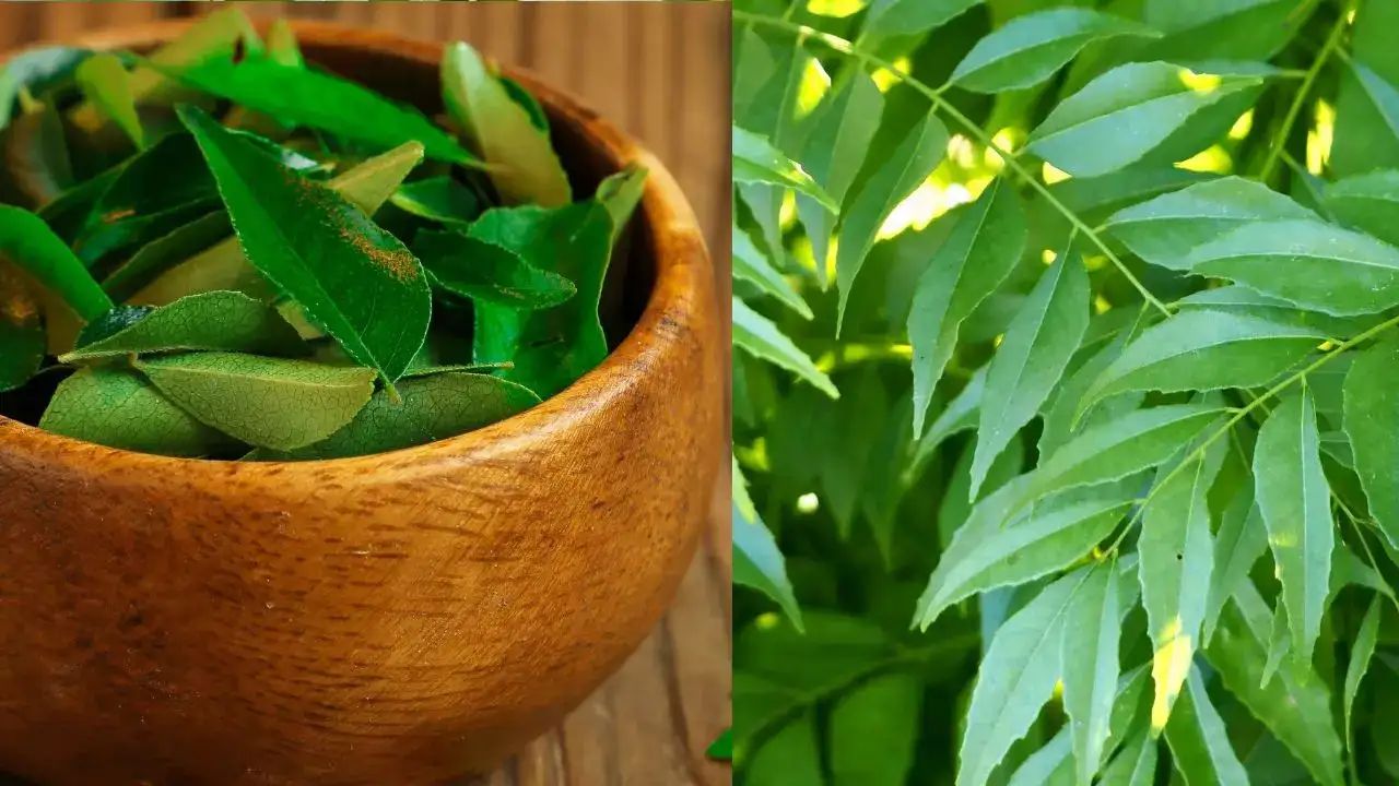 Curry Leaves Benefits: सुबह खाली पेट करें करी पत्ते का सेवन और देखें यह सारे कमाल
