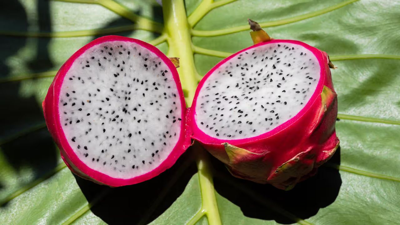 Dragon Fruit Benefits: अपनी डाइट में करें ड्रैगन फूड को शामिल और देखें चमत्कार