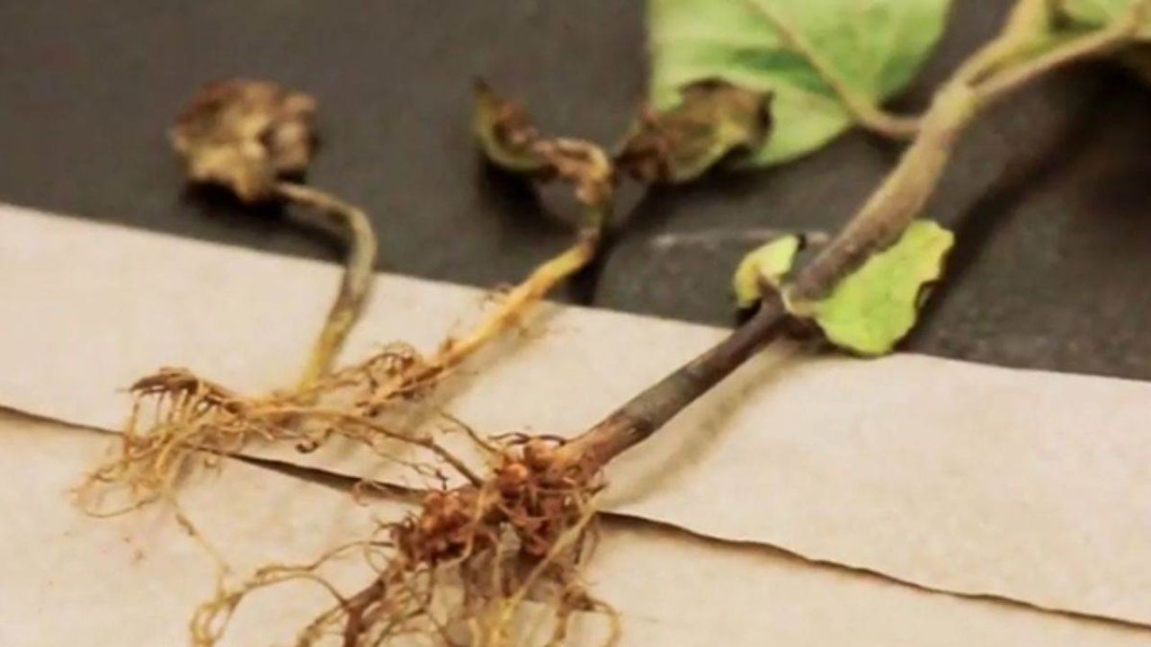 Tulsi Ki Jad Ke Fayde: पर्स में रखें तुलसी की जड़ और देखे चमत्कार