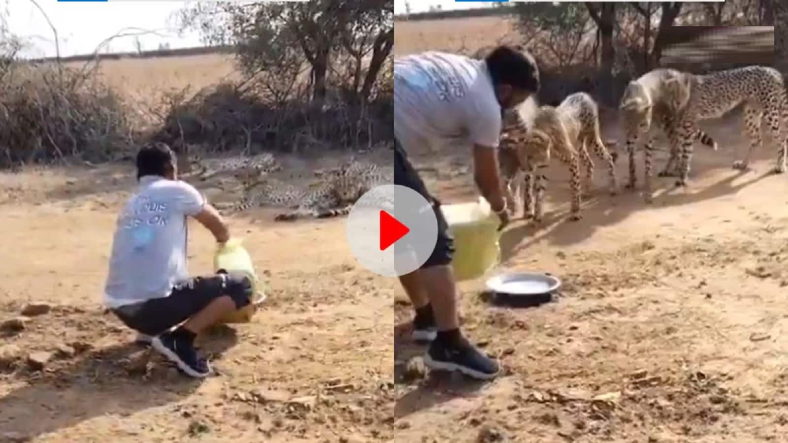 Kuno National Park Cheetah Viral Video | ‘चीता मित्र’ ने चीतों को पिलाया पानी, गई नौकरी!