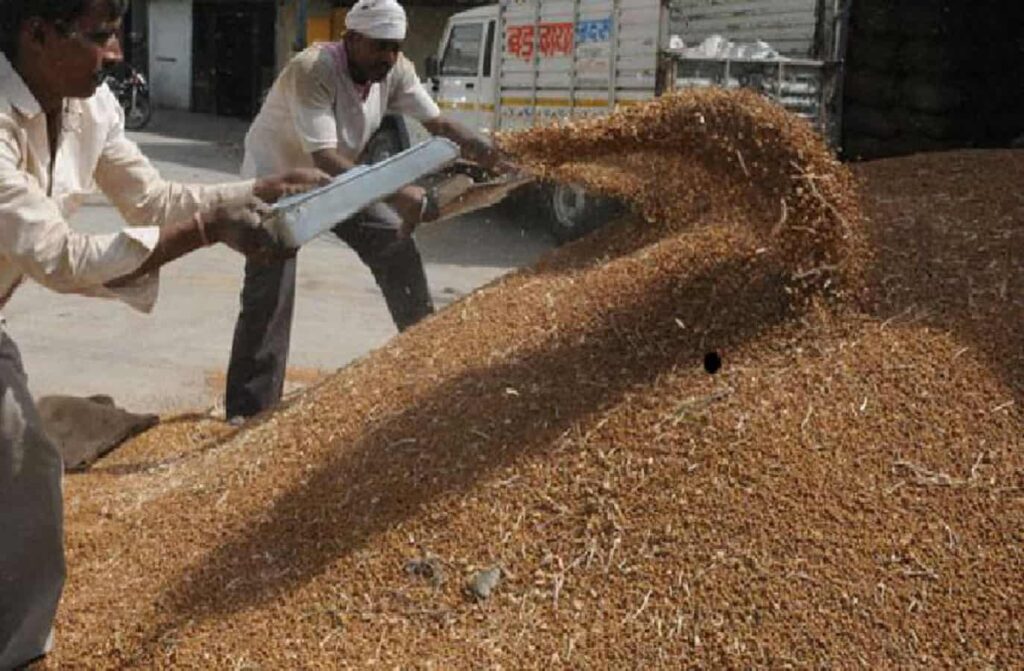 Rewa Chana, Masoor, Sarso Uparjan 2025