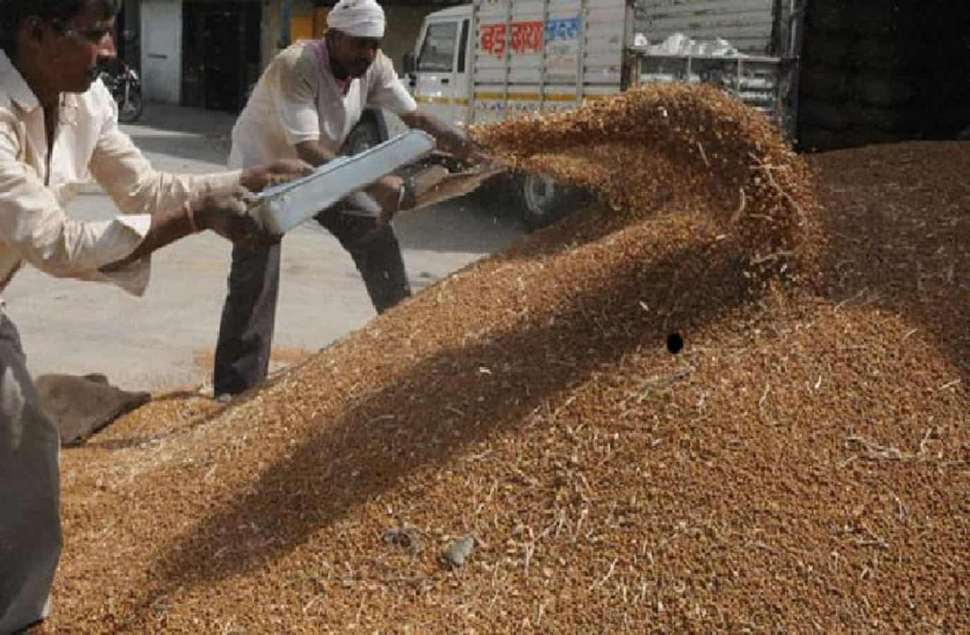 चना, मसूर एवं सरसों उपार्जन को लेकर बड़ा अपडेट!