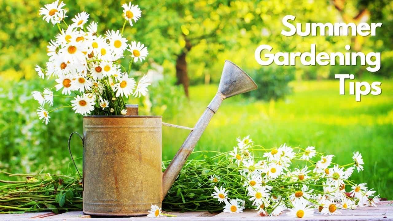 Summer Gardening Tips 2025