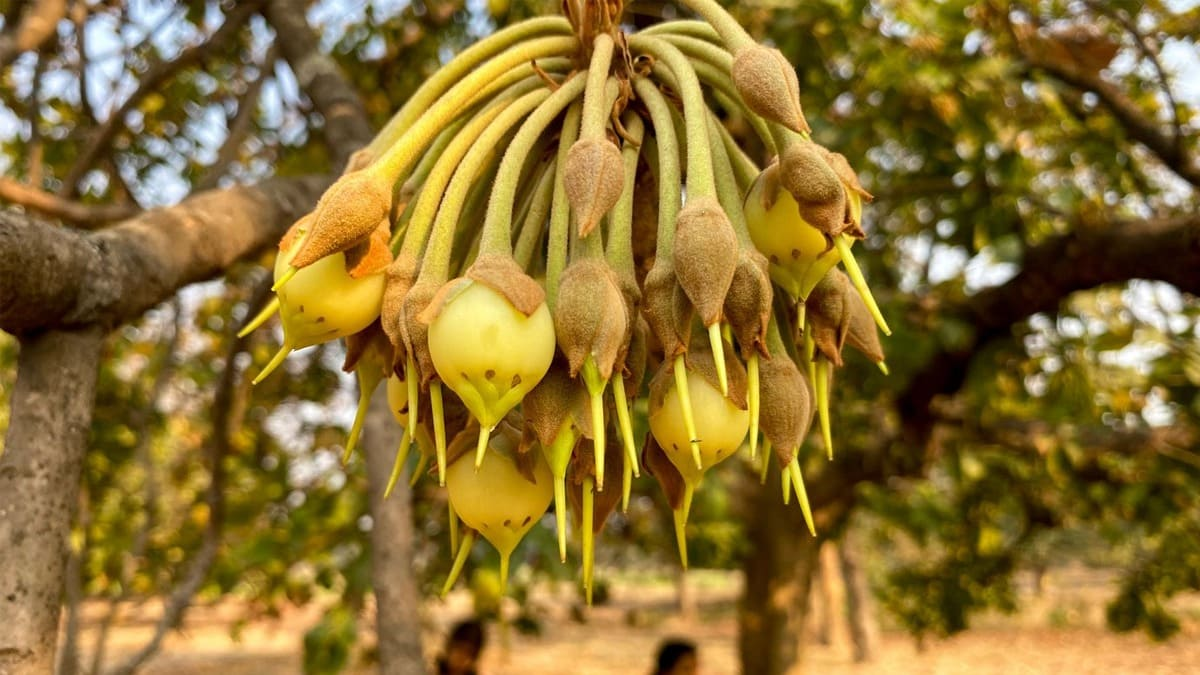 Bagheli Paheli | बघेलखंड में प्रचलित ‘महुआ’ की लोककथा