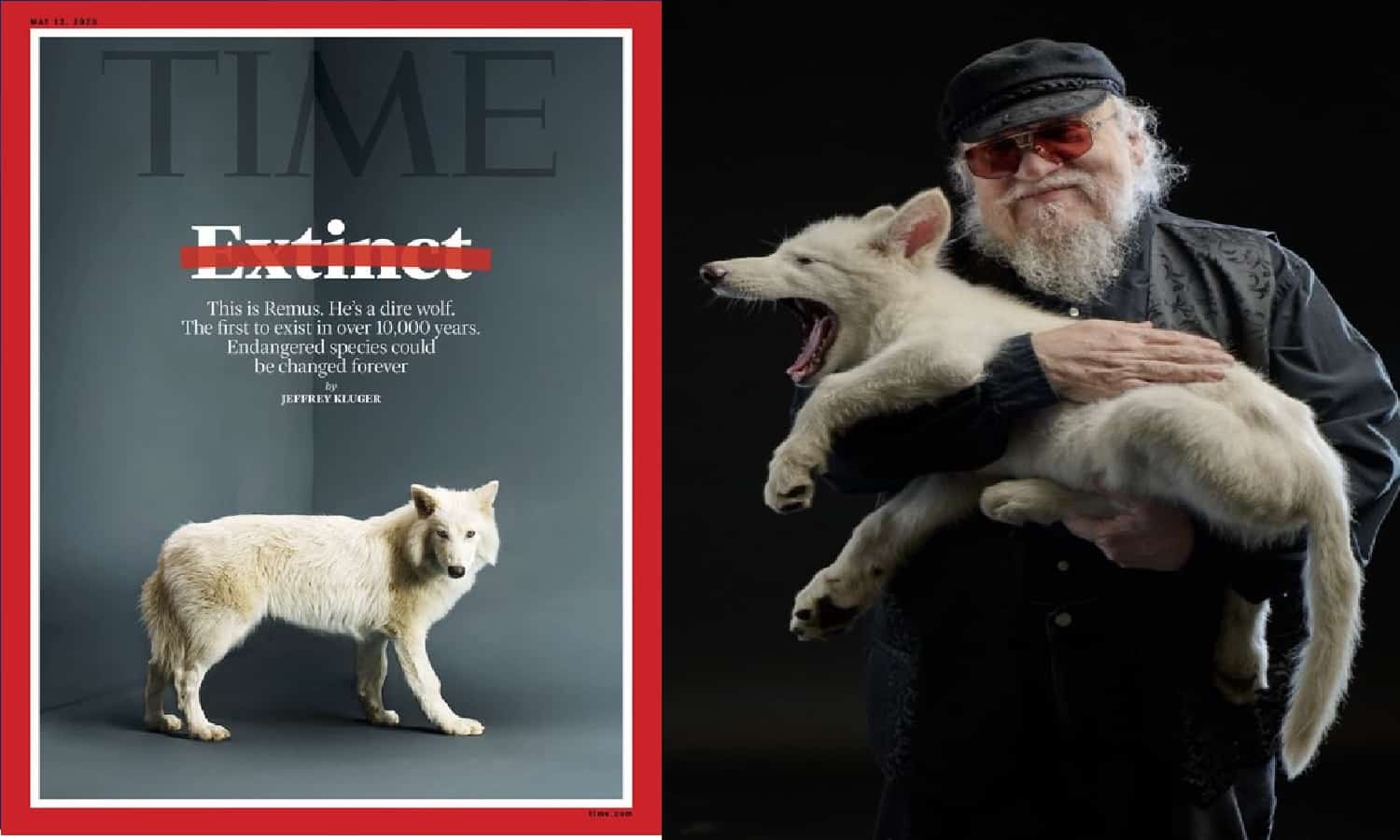 3,000 साल बाद Dire Wolf की वापसी! विज्ञान का सबसे खूबसूरत चमत्कार