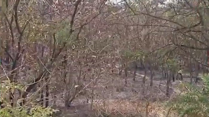 रीवा शहर में आयुर्वेद कॉलेज के पीछे लगी भीषण आग से मचा हड़कंप