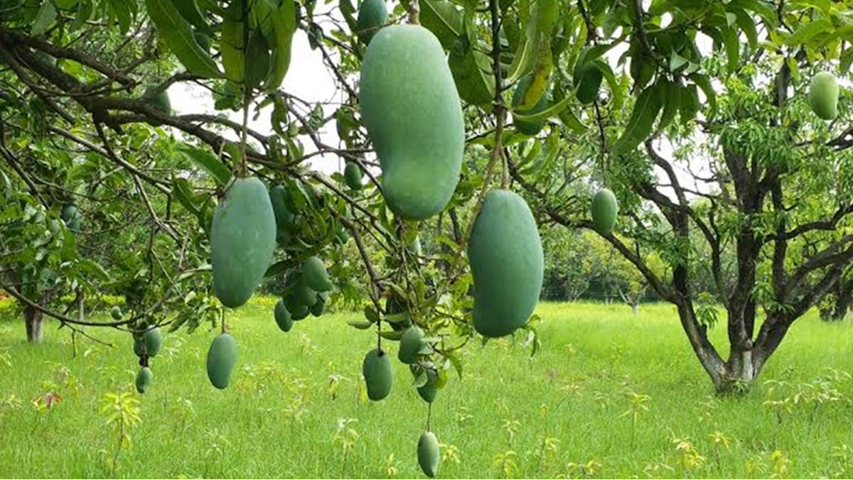 Sundarja Mango | रीवा का सुंदरजा आम जो अपने गुणों के कारण है प्रसिद्ध