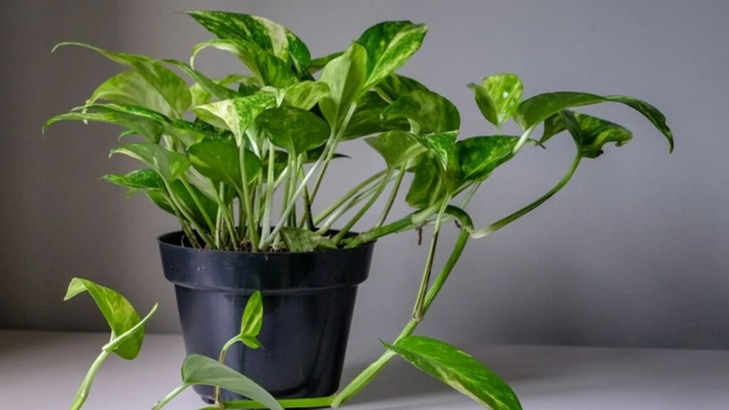 Money Plant Vastu Tips