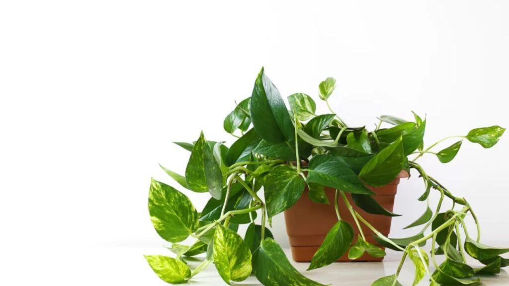Money Plant Vastu Tips