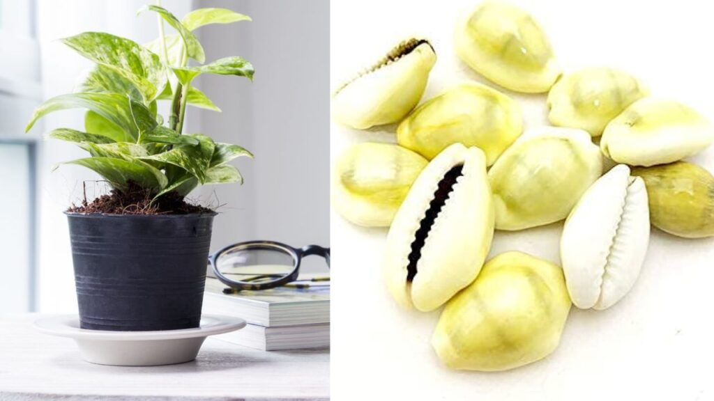 Money plant and kaudi vastu tips