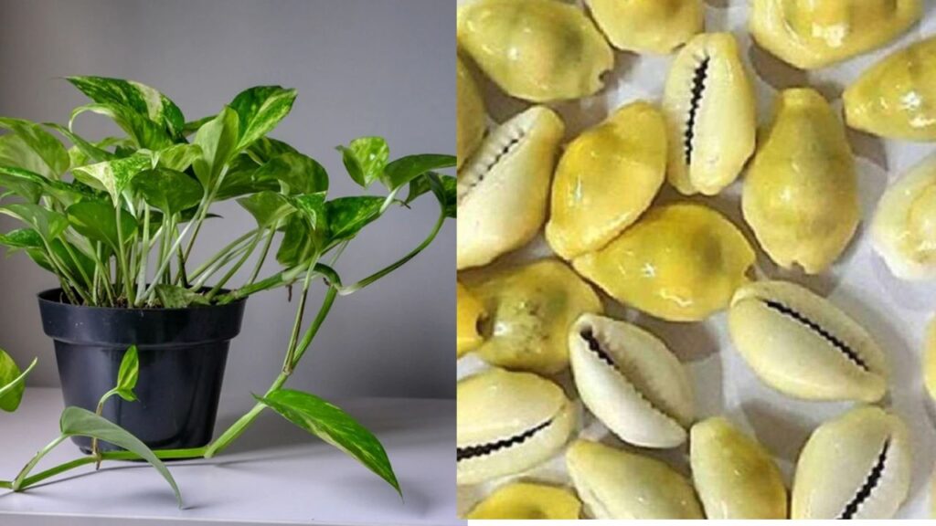 Money plant and kaudi vastu tips