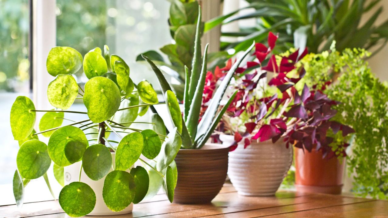 Vastu Tips For Indoor Plants
