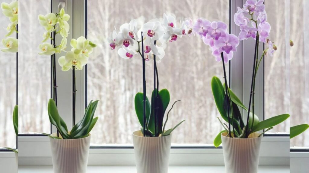 Vastu Tips For Indoor Plants