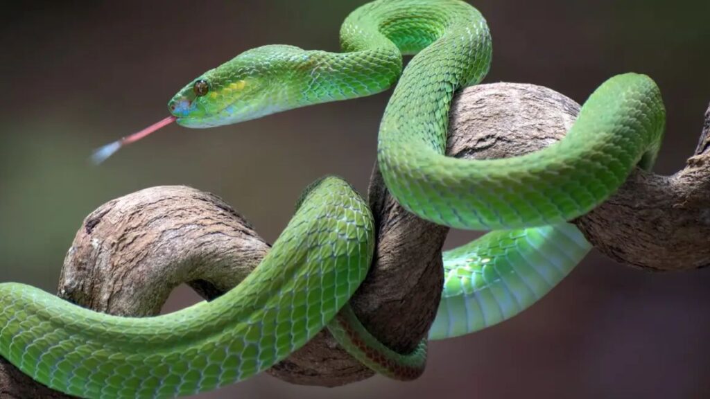 Watching Snake in Dreams