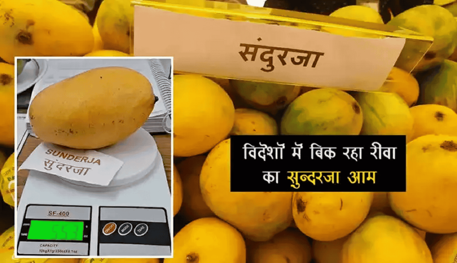 आखिर क्यू फलों का राजा है आम, अकेले रीवा में 237 किस्में, लॉकडाउन, लाटसाहब, कैंपू, सुदरजा है नाम