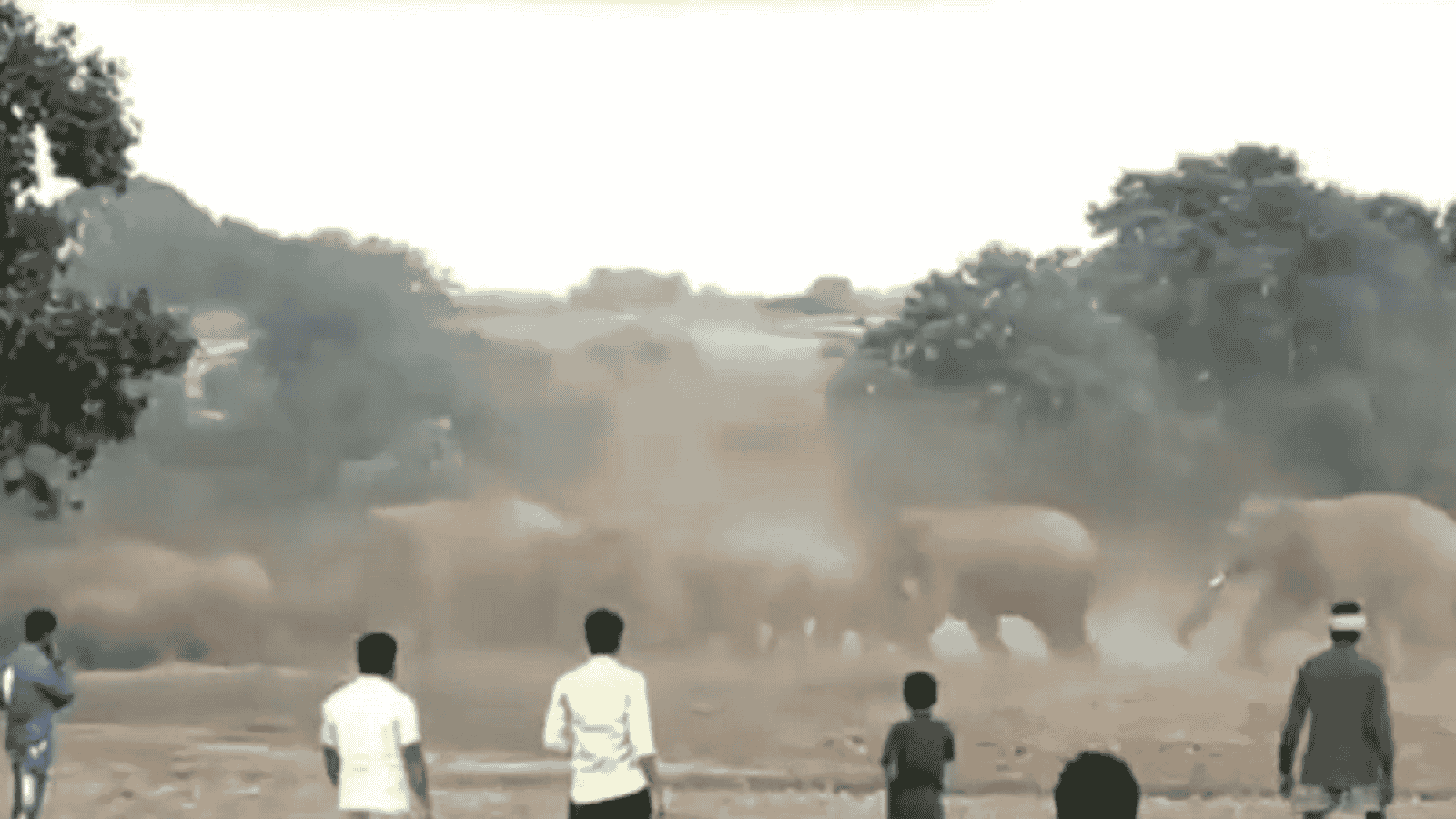 शहडोल में हाथियों का उत्पात, दो लोगो को कुचला, महिला-पुरूष की मौत