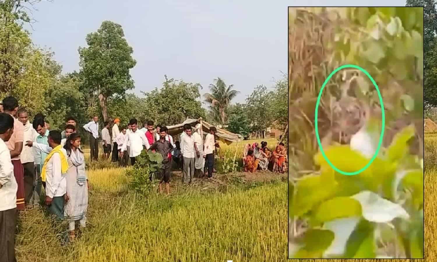 MP: वन विभाग की लापरवाही से बाघ का शिकार बन गया किसान