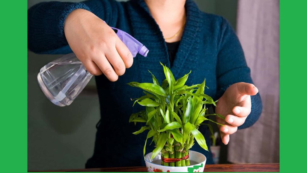 Lucky Bamboo Care Tips In Hindi