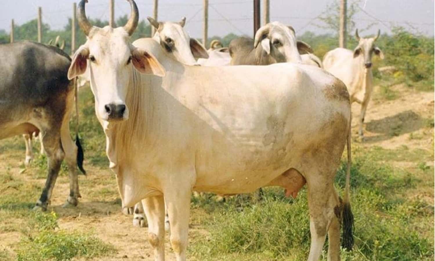 MP: भोपाल के पलासी में 6 हिस्सों में कटी गाय मिली, दो आरोपी गिरफ्तार