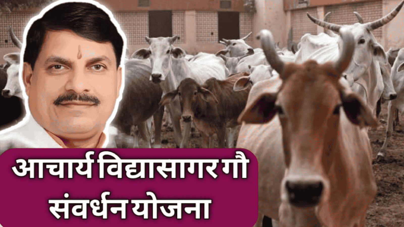 पशु पालकों के लिए बहुत लाभकारी है आचार्य विद्यासागर गौ संवर्धन योजना, जाने डीटेल…