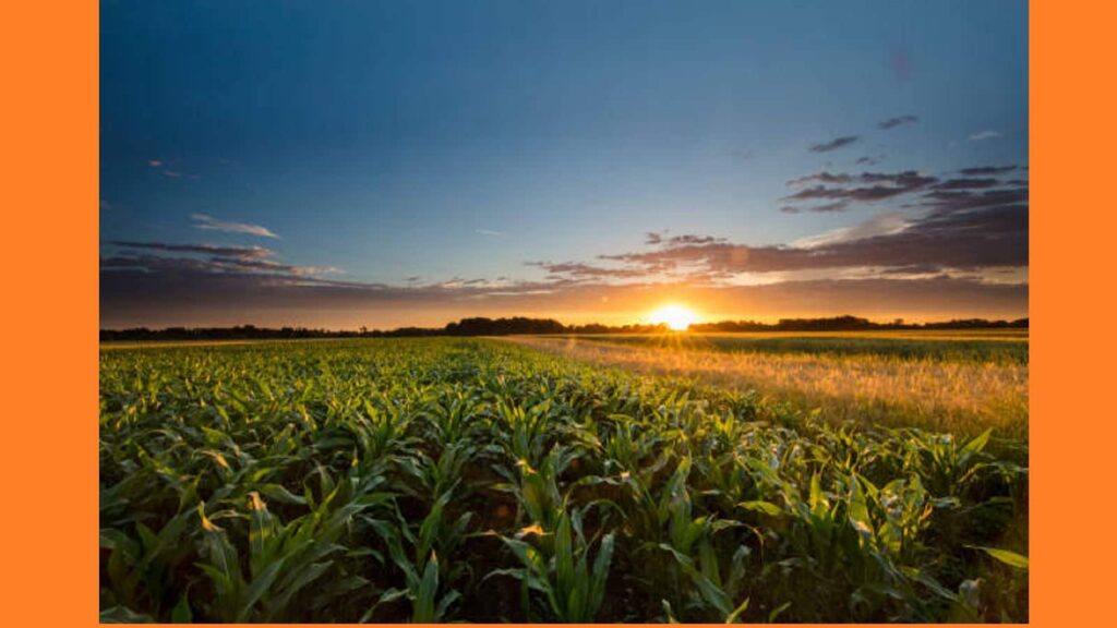 Summer Farming Tips