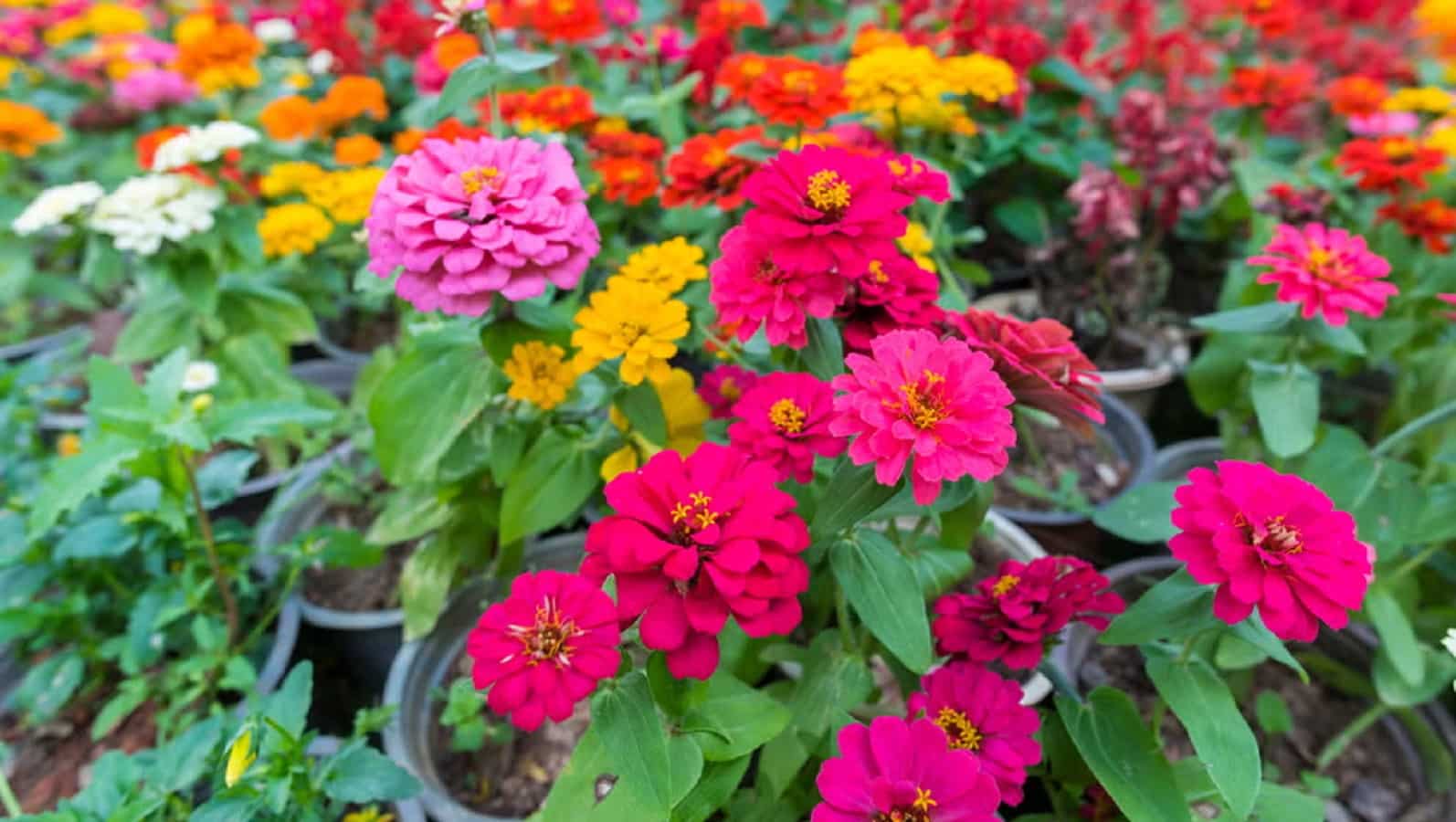 Summer Gardening Tips 2025