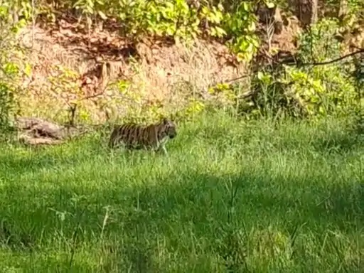 Sanjay Tiger Reserve